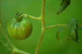 Green Tomato