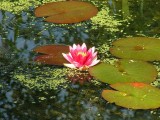 Waterlily in Bakewell