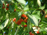 Cherries in Bakewell