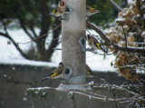 More goldfinches.  I like goldfinches:-)