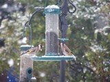 Goldfinches eating nyger