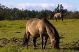 Pony in FLORIANKA on ROZTOCZE