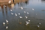 DSC_1266.jpg