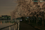 Tidal Basin Walk before dawn