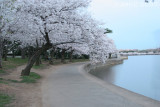 Tidal Basin blossoms