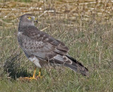 Male Northern Harrier