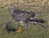 Male Northern Harrier