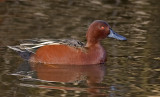 Male Cinnamon Teal