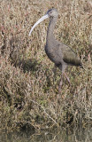 White-faced Ibis <br> (Plegadis chihi)