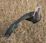 White-faced Ibis stretching