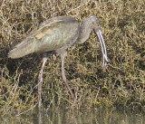 White-faced Ibis grabs a fish from the shallows
