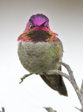 Annas Hummingbird<br>(male)