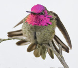 Annas Hummingbird<br>(male)