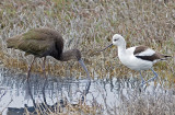 White-faced Ibis and American Avocet