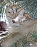 Barn Owl sleeping in conifer