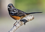 Spotted Towhee<br> (Pipilo maculatus)