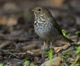 Hermit Thrush