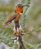 Allens Hummingbird<br> (Selasphorus sasin)