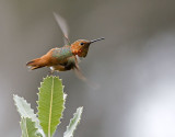 Allens Hummingbird<br> (Selasphorus sasin)