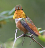  Allens Hummingbird<br> (Selasphorus sasin)