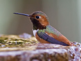 Allens Hummingbird<br> (Selasphorus sasin)