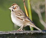 Lark Sparrow <br> (Chondestes grammacus)