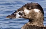 Surf Scoter, female (Cropped to show eye detail)