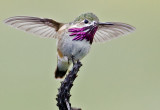 Calliope Hummingbird <br> (Stellula calliope)