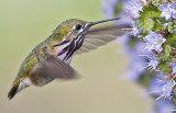  Calliope Hummingbird <br> (Stellula calliope)