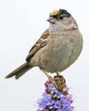 Golden-Crowned Sparrow (Zonotrichia atricapila)