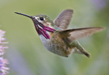 Calliope Hummingbird <br> (Stellula calliope)