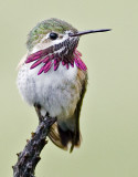 Calliope Hummingbird <br> (Stellula calliope)