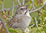 Singing Rufous-crowned Sparrow <br> (Aimophila ruficeps)