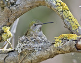 Annas Hummingbird in mostly completed nest <br> (Calypte anna)