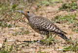 Northern Flicker, female<br> (Colaptes auratus)
