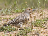 Northern Flicker, female<br> (Colaptes auratus)