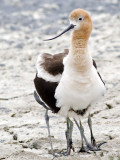 American Avocet sheltering her two chicks<br> (one completely off the ground)