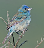 Indigo Bunting <br> (Passerina cyanea)