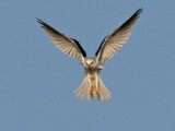 White-tailed Kite hovering, looking for prey