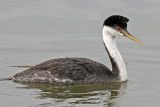 Western Grebe (Aechmophorus occidentalis)