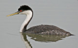 Western Grebe