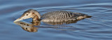 Yellow-billed Loon