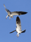 White-tailed Kites  <br> #3 of 4