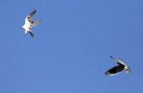 White-tailed Kites: Approaching the intruder (1 of 9)