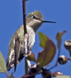 (Irritated) Annas Hummingbird