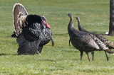 Male Wild Turkey displaying to two females