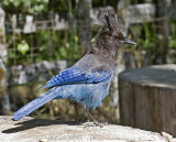 Stellers Jay