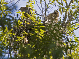 Red-shouldered Hawk pair on nest