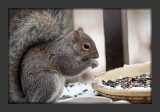 Randas Squirrel