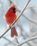 Cardinal on Ice